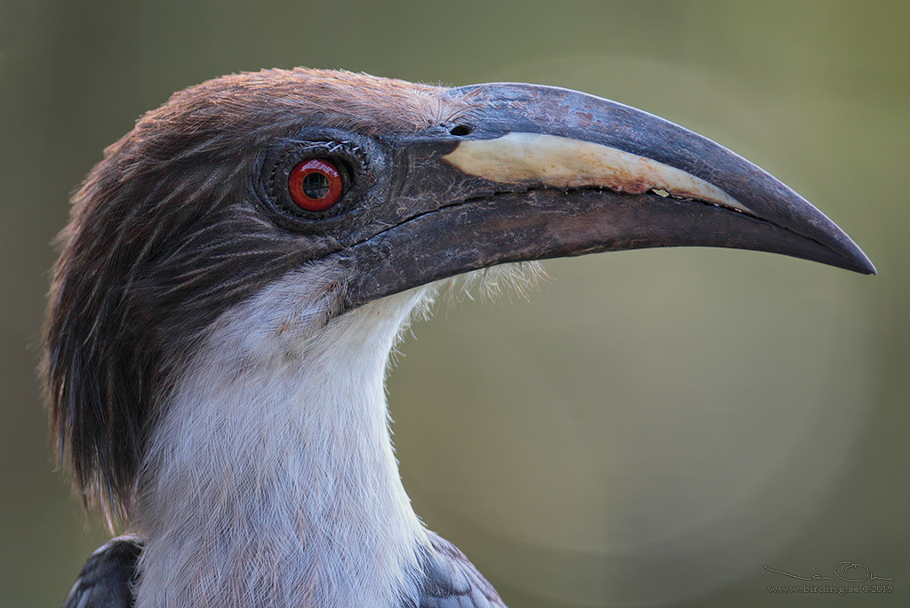 SRI LANKA GREY HORNBILL (Ocyceros gingalensis) - Stäng / close